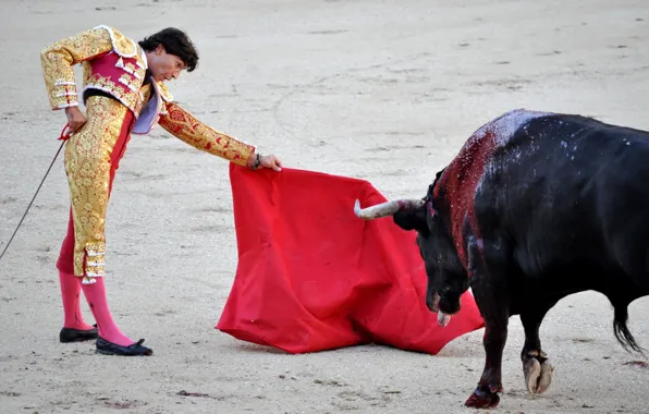 Spain, bull, toreador