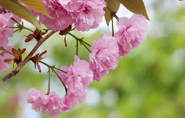 Nature, branch, Sakura, flowering, bokeh