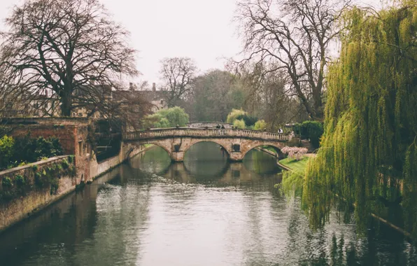 Trees, reflection, river, England, channel, Cambridge, Claire bridge