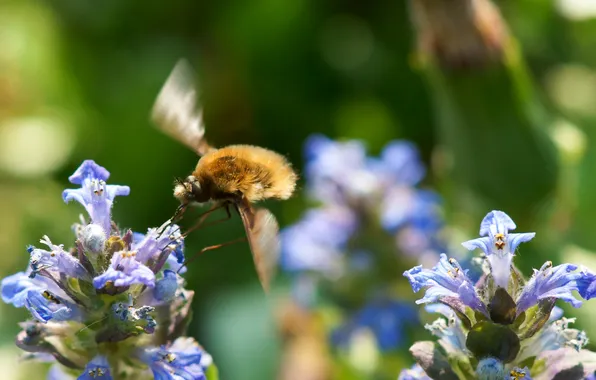 Flowers, background, blue, insect