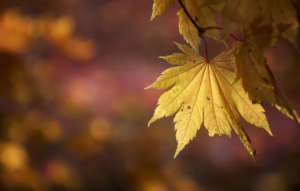 Autumn, leaves, nature