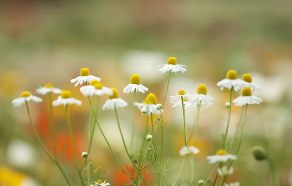 Plant, petals, Daisy, meadow