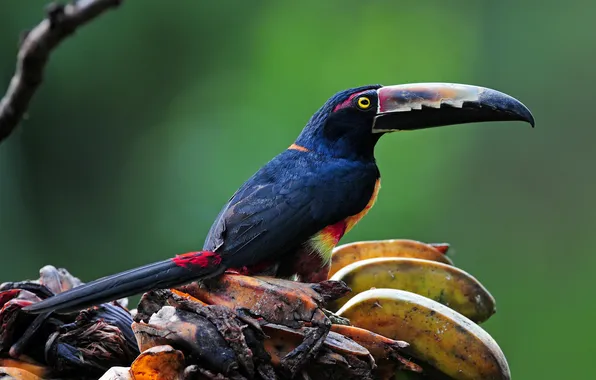 Picture bird, beak, bananas, Toucan