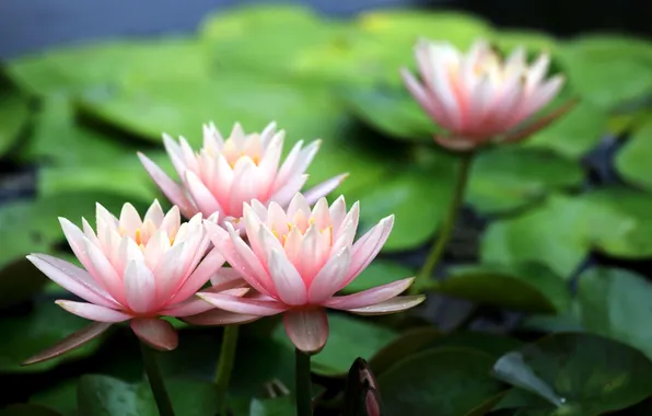 Picture close-up, leaves, blur, pond, waterlily