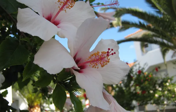 Leaves, petals, stamens, white flowers, hibiscus, shades of pink, the nature of Greece