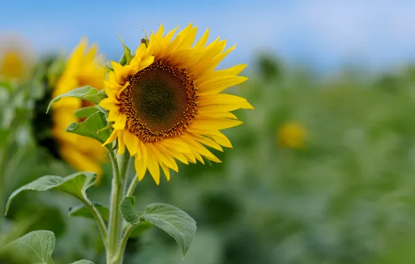 Field, sunflowers, flowers, macro nature