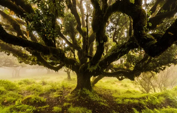 Leaves, branches, fog, moss, Tree