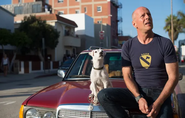 Dog, frame, car, Bruce Willis, Bruce Willis, action, crime, Comedy