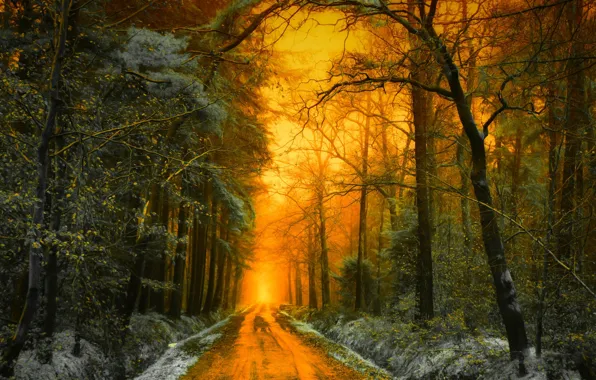 Road, autumn, forest, light, snow, trees, landscape, sunset