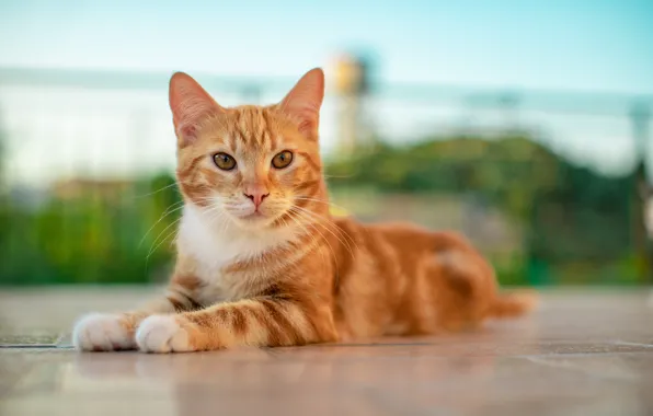 Cat, cat, red, lies