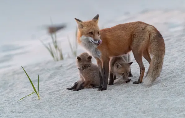 Sand, language, nature, pose, Fox, Fox, kids, face