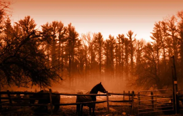 Picture trees, Horse, Sepia