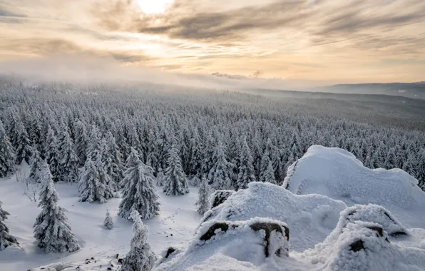 Winter, forest, snow, Germany, Lower Saxony