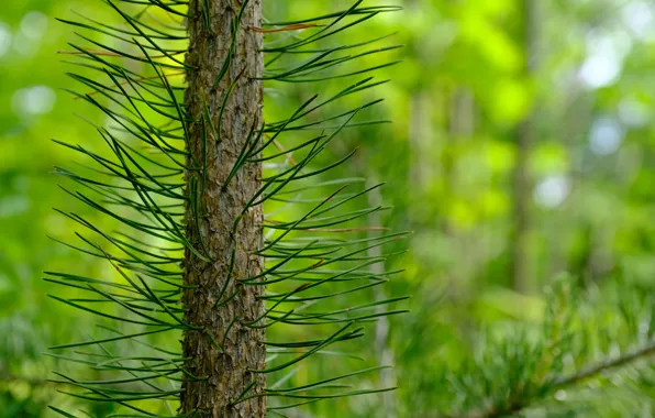Macro, tree, green, needles, pine