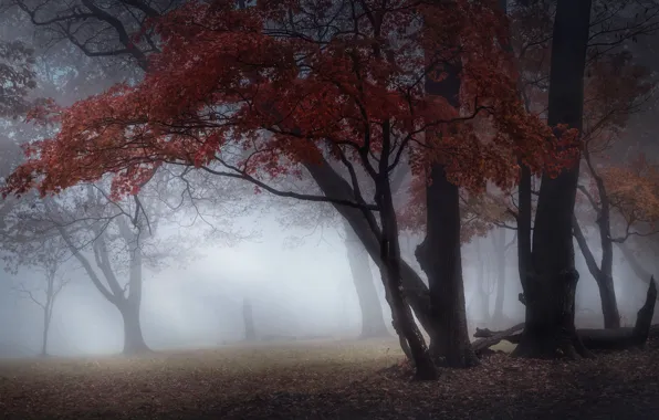 Autumn, forest, trees, branches, fog, Park, branch, trunks