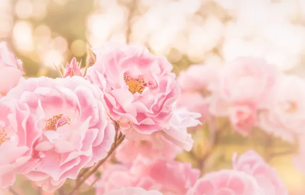 Picture background, pink, rose, flowering