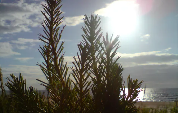 Wallpaper Sea Beach The Sun For Mobile And Desktop Section природа Wallpaper Sea Beach The Sun For Mobile And Desktop Section природа