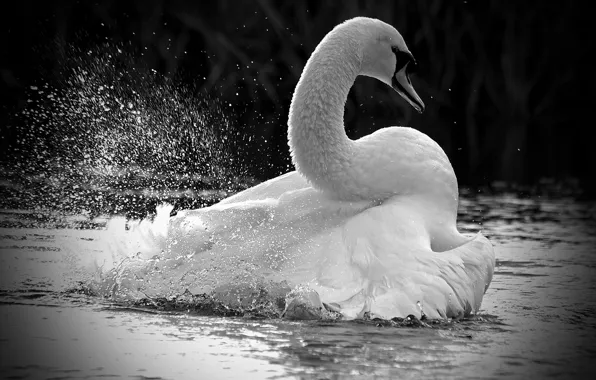White, squirt, lake, bird, Swan, white, bird, water