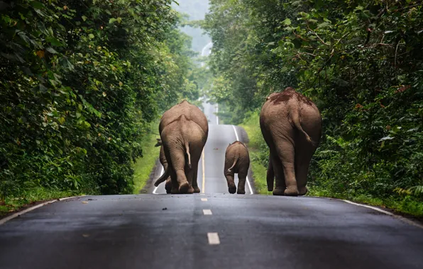 Trees, track, Thailand, elephants, traffic