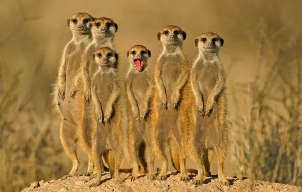 Group, animals, meerkats