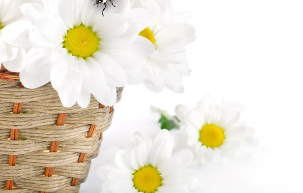 Picture flowers, chamomile, spring, petals, white