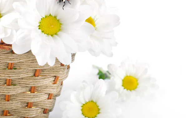 Flowers, chamomile, spring, petals, white