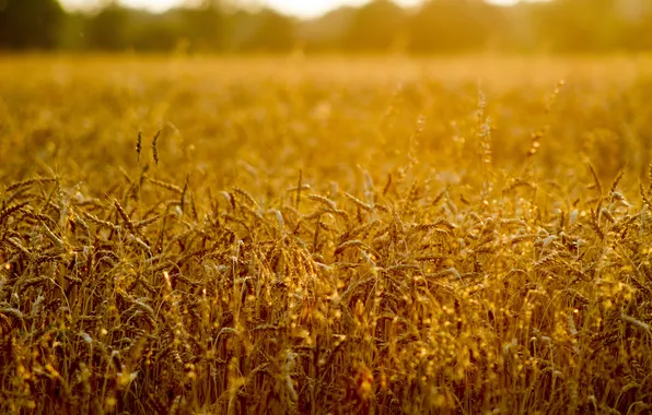 Picture wheat, field, the sun, mood, spikelets