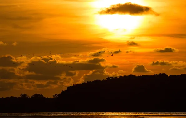 The sky, clouds, trees, sunset, nature, lake, bird