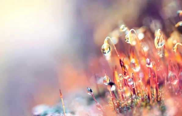 Picture drops, macro, Rosa, water drops, dew