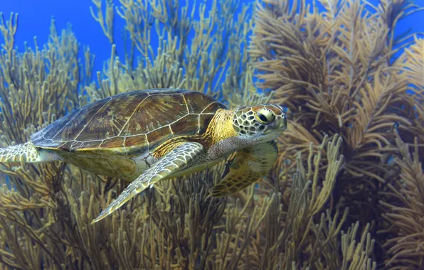 Sea, turtle, underwater world, sea turtle