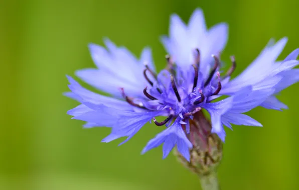 Picture flower, summer, macro, nature, cornflower, wild flower