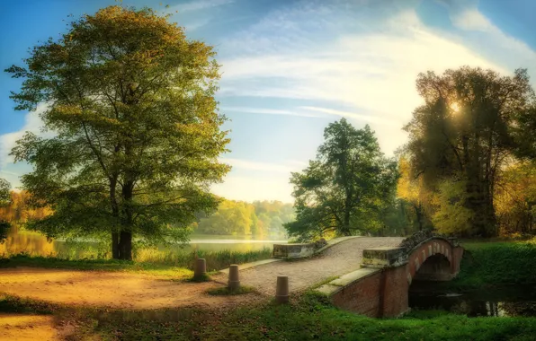 Picture trees, Park, the bridge