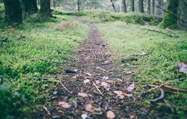 Picture forest, nature, tree, track