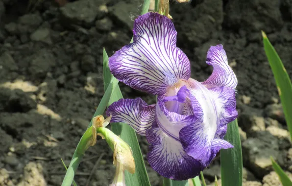 Spring, Flower, Iris, Meduzanol ©, blue and white, Spring 2018