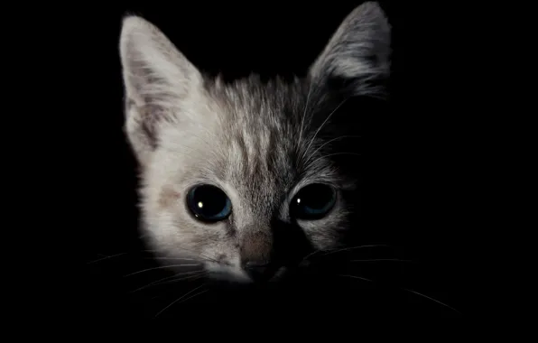 Cat, cat, look, darkness, portrait, black background, kitty, blue eyes