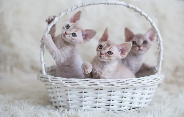 Picture look, baby, kitty, basket, three