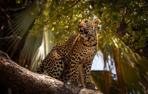 Palm trees, leopard, sitting