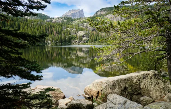 Forest, trees, mountains, stones, pond