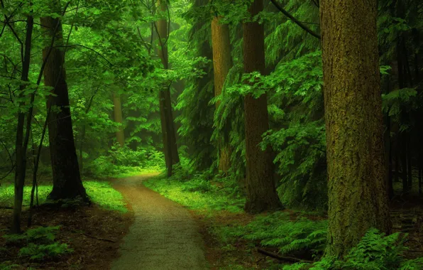 Greens, Trees, Forest, Turn, Trunks, Branch, Foliage, Track
