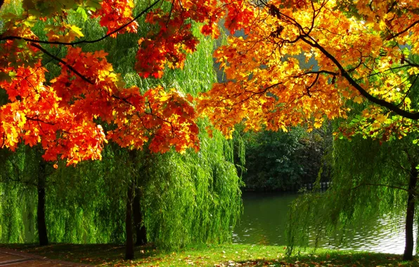 Autumn, nature, river, photo, foliage, Forest