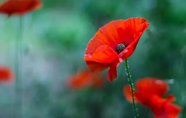 Red, Mac, Maki, green background, bokeh