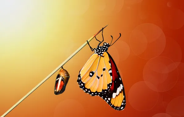 Macro, butterfly, stem, insect, doll