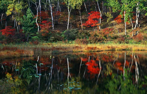 Autumn, forest, trees, lake, reflection