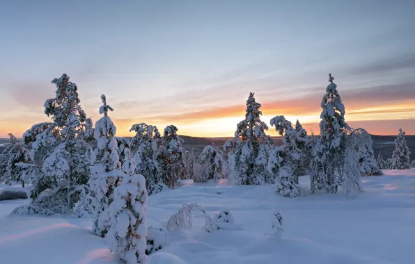 Winter, snow, trees, the snow, Sweden, Sweden, Overtornea, Övertorneå