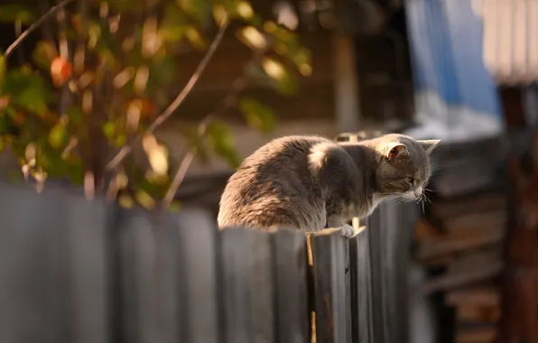 On the fence, in the village, grey cat