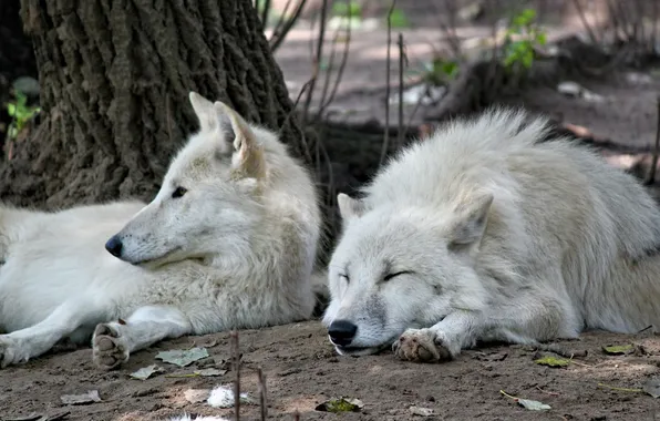 Picture predator, wolf, portrait, portrait., Canis lupus. face