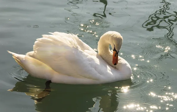 White, water, the sun, light, pose, glare, lights, bird