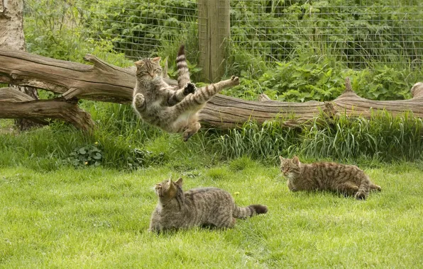 Grass, game, wild cat, kung fu, Scottish, The Scottish Wildcat