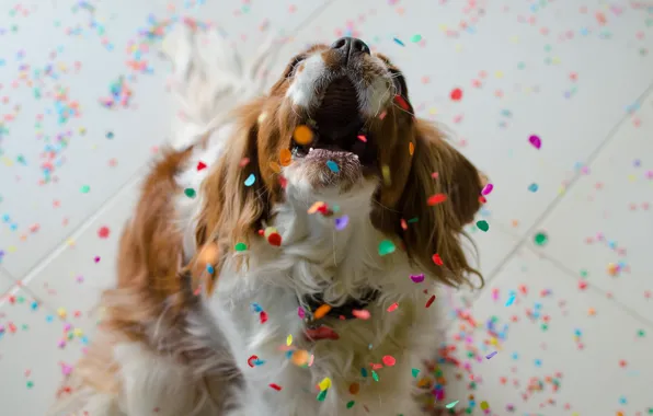 Picture look, each, dog, confetti