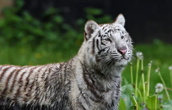 White, grass, look, nature, tiger, the dark background, background, portrait